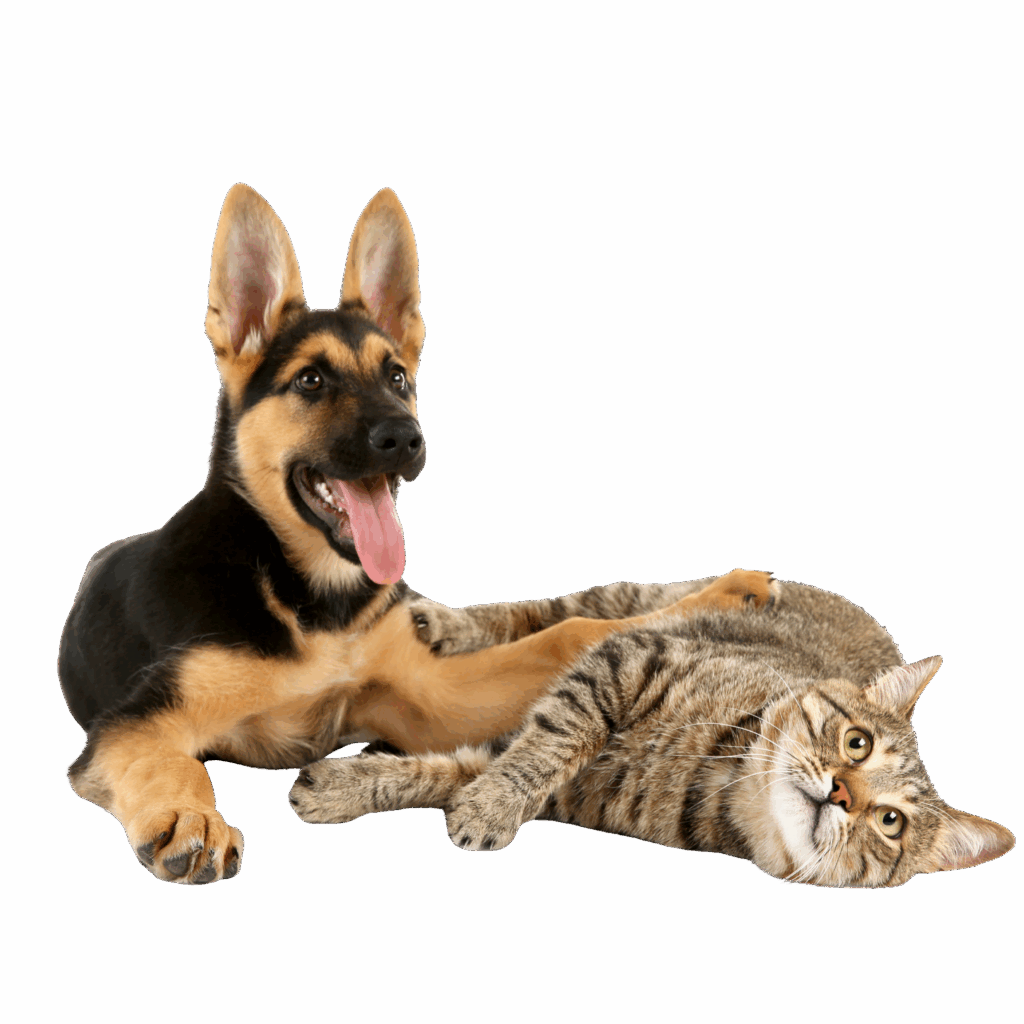 dog and cat